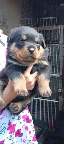 Lindos filhotes rottweiler 