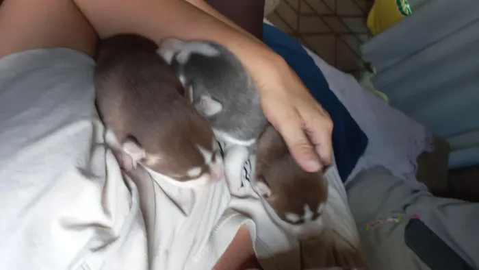 Filhotes de Husky Siberiano