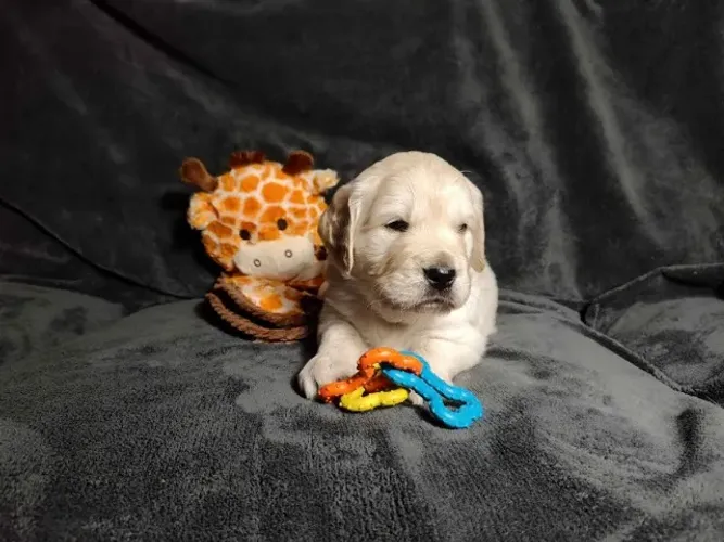 Filhotes de Golden Retriever | Prontos para uma nova casa!