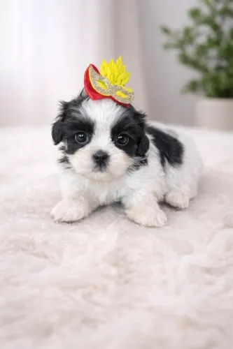 Shih Tzu Que Traz Um Toque De Alegria