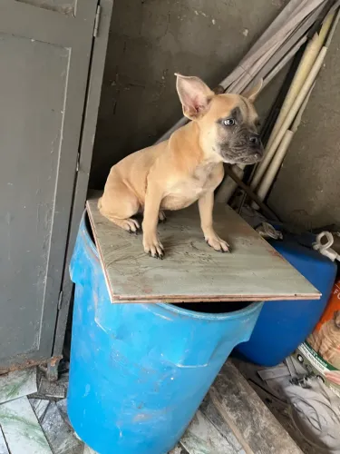 Filhote de American bully com buldogue francês 