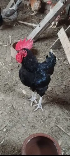 Vendo 3 galos 