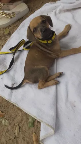 Doação de cachorro filhote