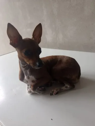 VENDE-SE CACHORRA PINSCHER!