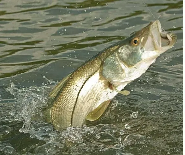Pesca esportiva em senador Georgino Avelino RN