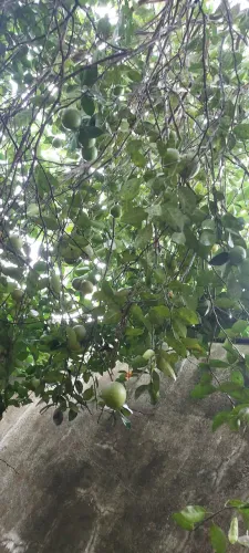 Limão diretamente da horta sem nem um tipo de agrotóxicos 
