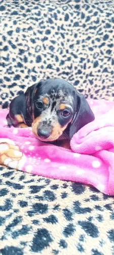 ÚLTIMA FÊMEA DE TECKEL/DACHSHUND