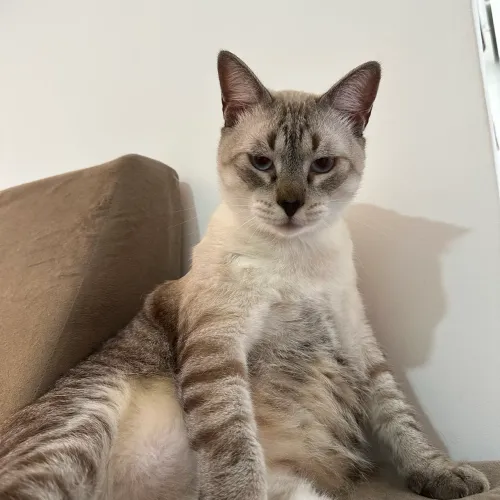 Doação de gato macho