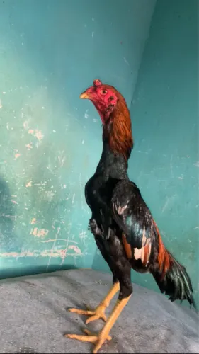 Vendo galo índio shamo novo