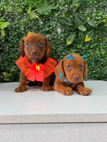 Dachshund cofap vacinado