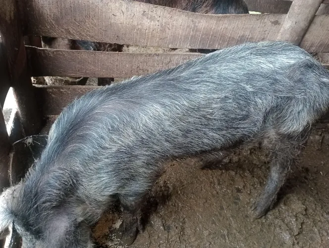 Troco 4 porco por uma terneira fêmea