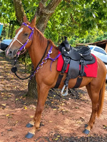 Vende - se traia