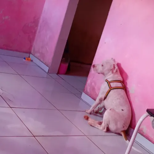 Pitbull