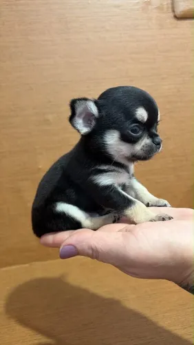 Cachorro chihuahua micro 