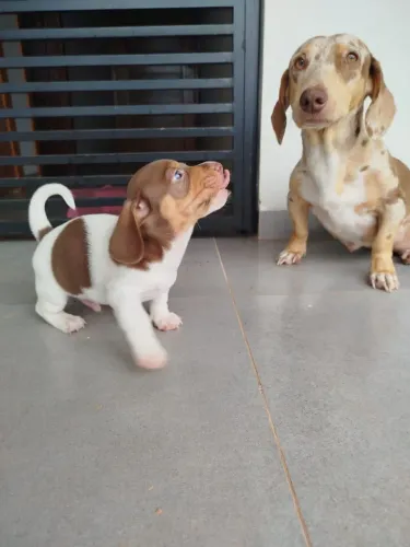 dachshund