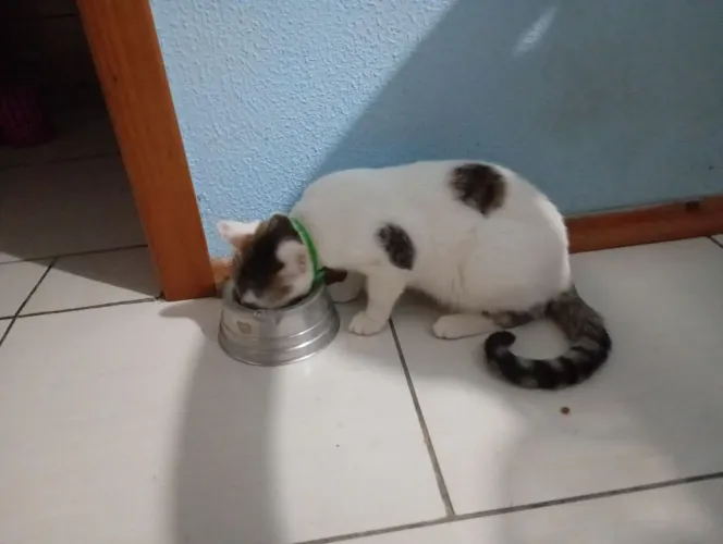 Doação de filhote de gato