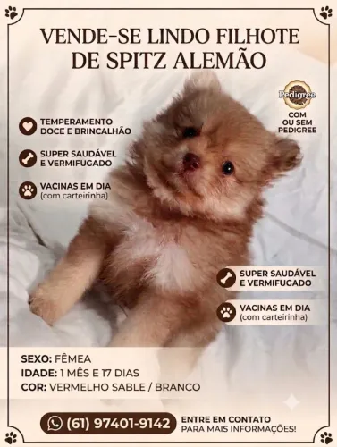 Spitz alemão Fêmea
