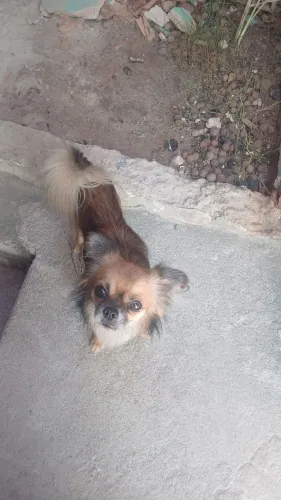 Chihuahua