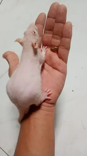 Rato Twister