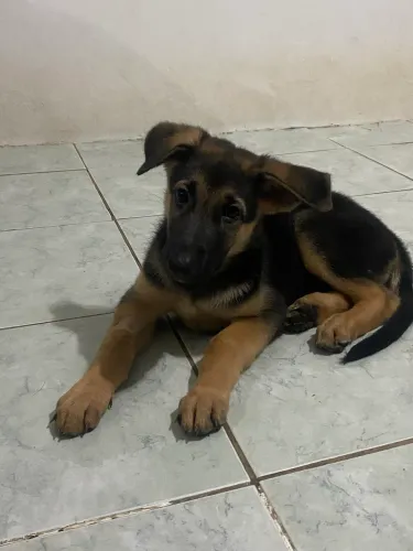 Filhote de pastor alemão capa preta