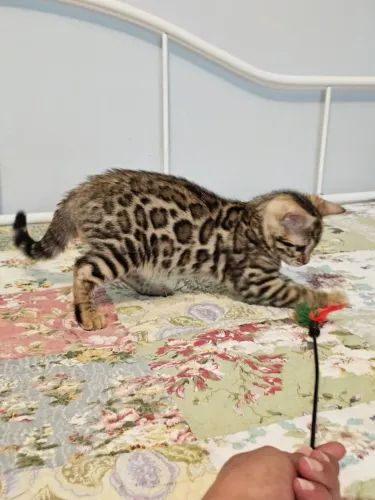 Bengal Cat