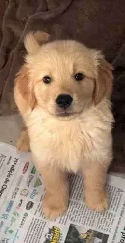 Golden retriever mix fêmea caminha brinde lindinha entrego
