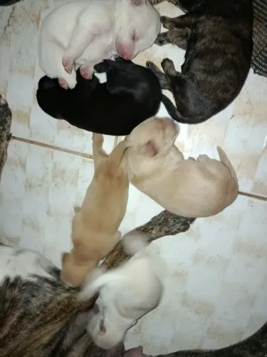 Vendo filhotes de Bordercollie/ pastor alemão.