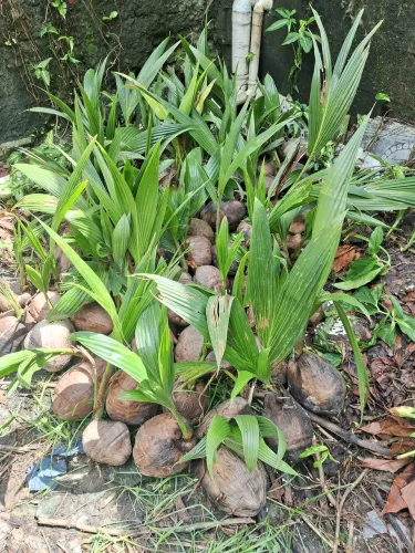 Mudas de coco 