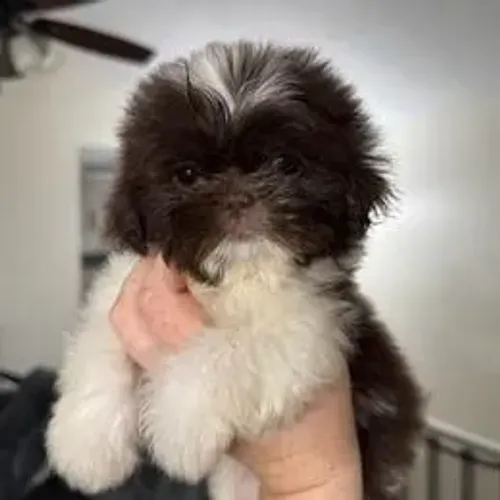 Shih Tzu,Shih Tzu Filhote Selecionado Alta Procedência