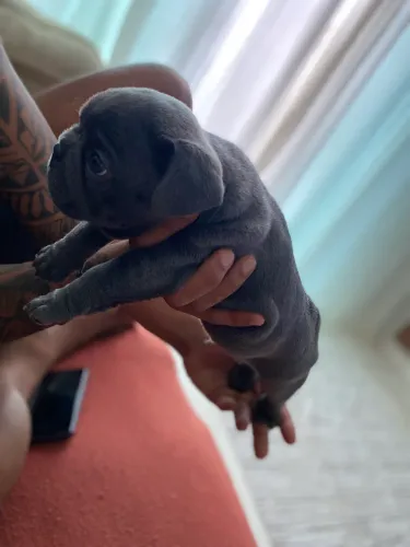 BULLDOG FRANCÊS MACHO DISPONÍVEL!