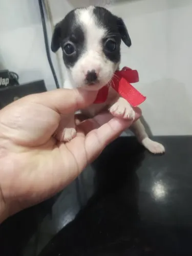 pinscher com chihuahua pequenos