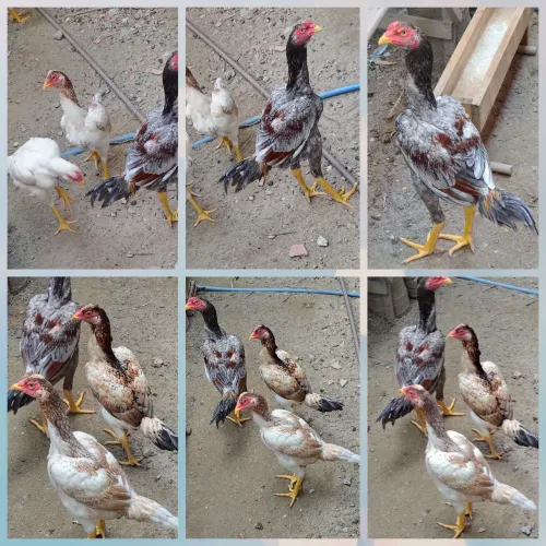 Frangas e frangos da raça Mura entre 5 e 6 meses o valor do casal r$ 500 individual r$300