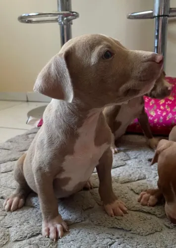 Filhotes de Pit Bull a venda