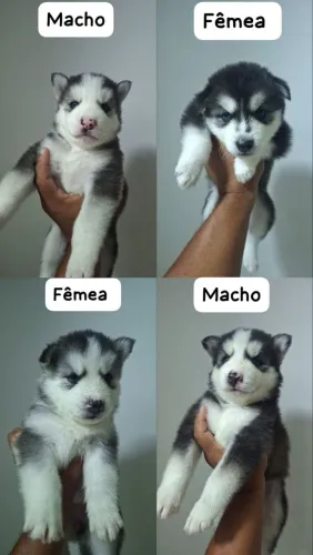 Husky Siberiano Wooly 