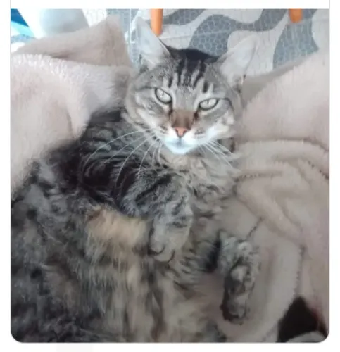 ADOTE lindo gato peludo castradinho