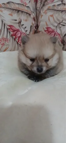 Lulu da pomeranea com 56 dias macho vermifugados