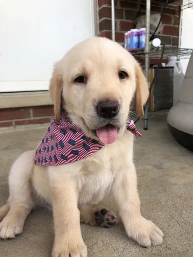 Filhotes De Labrador - Um Lar Cheios De Amor Precisa De Um Filhotinho
