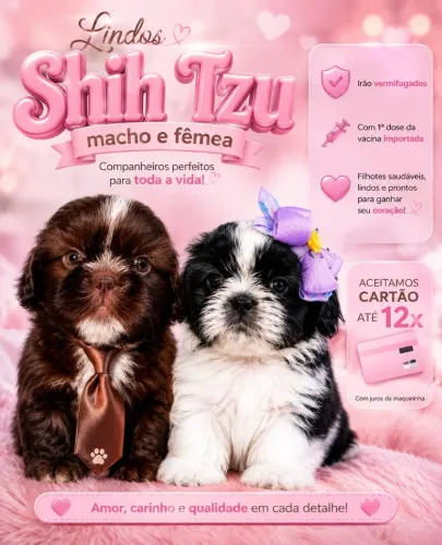 Venda de Filhotes de Shitzu