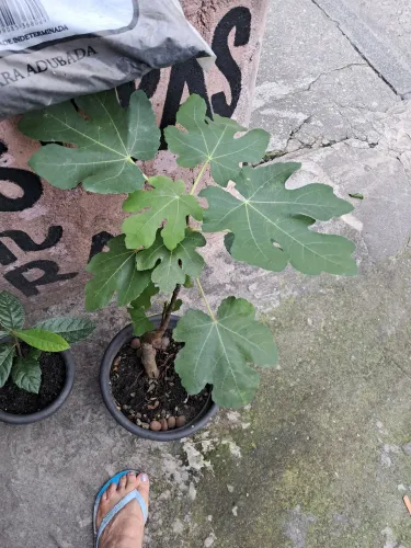 Pé de figo 60 cm +- de altura no vaso ?