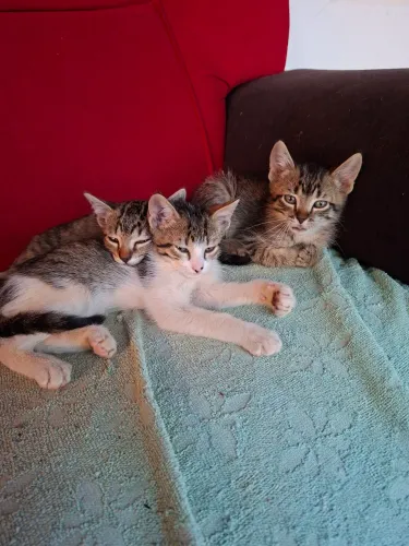 Doação de gatos machos