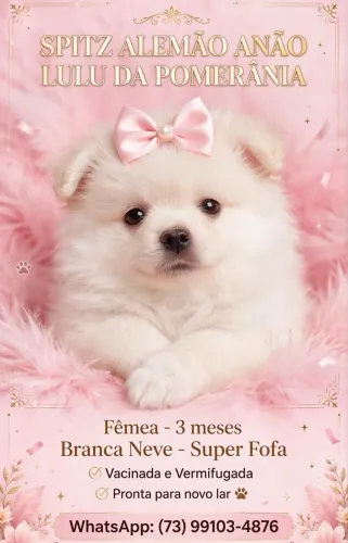 Lulu da pomerânia ursinho micro