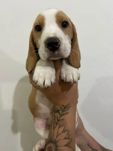 Filhote Beagle, Um novo amiguinho peludo está te esperando!