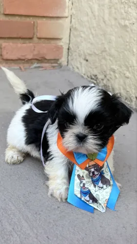 Filhotes de shih tzu pelagem exuberante, focinho zero