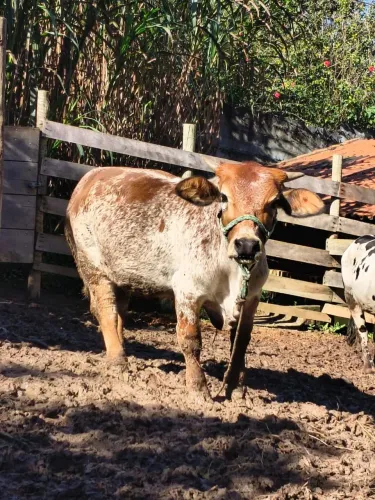 Vaca mini 