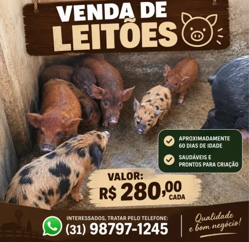 Vendo leitão