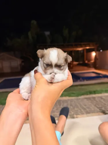 Lulu da pomerânea / spitz alemão