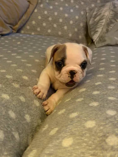 ? FILHOTES DE BULLDOGUE FRANCÊS DISPONÍVEIS ?
