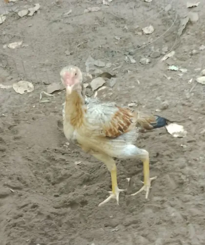 Galinha índio mura