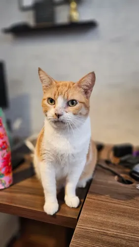 Gatinha amorosa para adoção