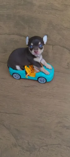 Chihuahua macho chocotan bem pequeno. 